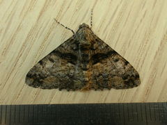 Gastrinodes argoplaca