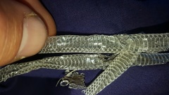 Psammophis leightoni