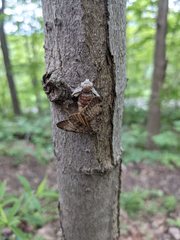 Lymantria dispar dispar