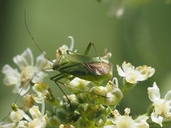 Calocoris