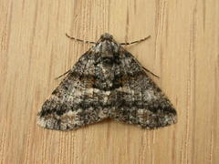 Gastrinodes argoplaca