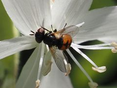 Gymnosoma nitens