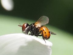 Gymnosoma nitens