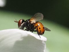 Gymnosoma nitens