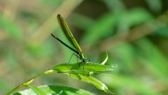 Calopteryx virgo