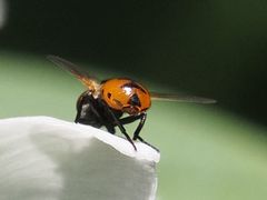 Gymnosoma nitens