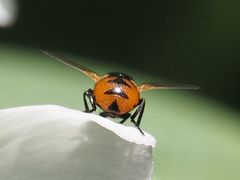 Gymnosoma nitens