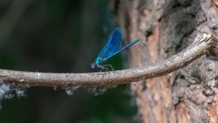 Calopteryx virgo