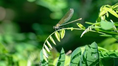 Calopteryx splendens
