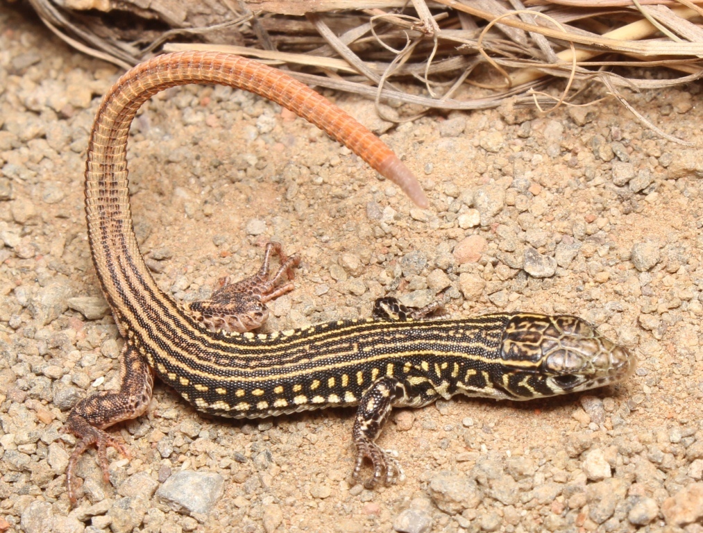 Holub's Sandveld Lizard