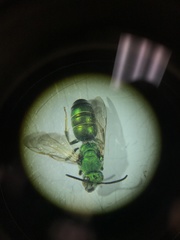 Augochloropsis humeralis