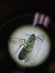 Augochloropsis humeralis