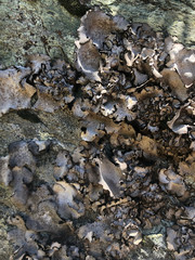 Dermatocarpon reticulatum