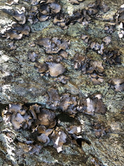 Dermatocarpon reticulatum