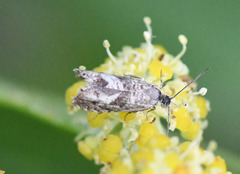 Dichrorampha agilana