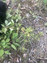 Pedicularis labradorica