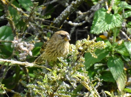 Band-tailed Seedeater (Catamenia analis), photo 9