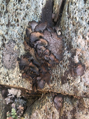 Dermatocarpon reticulatum