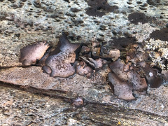 Dermatocarpon reticulatum