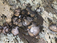 Dermatocarpon reticulatum