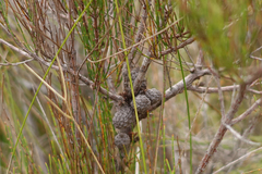 Allocasuarina pusilla