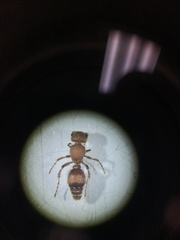 Dasymutilla scaevola