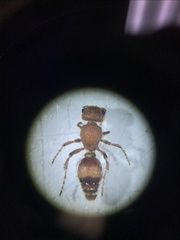 Dasymutilla scaevola