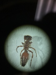 Dasymutilla scaevola