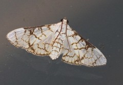 Aphytoceros lucusalis