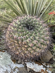 Mammillaria melanocentra melanocentra