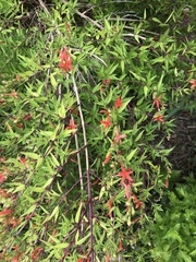 Anisacanthus quadrifidus