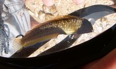 Salaria pavo
