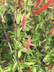 Anisacanthus quadrifidus