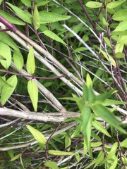 Anisacanthus quadrifidus