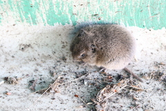 Arvicola amphibius