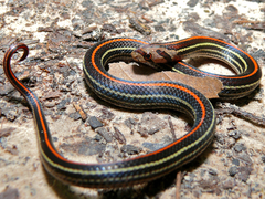 Oligodon octolineatus