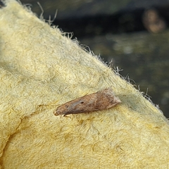 Brachmia blandella