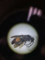 Dasymutilla scaevola