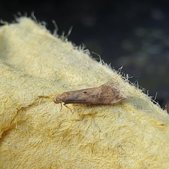 Brachmia blandella