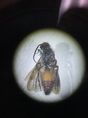 Dasymutilla scaevola