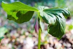Trillium