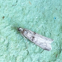 Nephopterix angustella