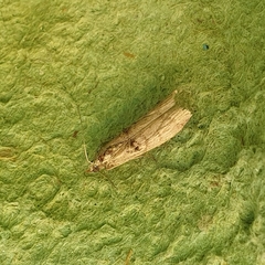 Nephopterix angustella