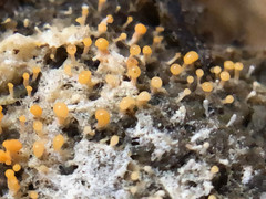 Stilbella fimetaria