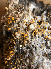 Stilbella fimetaria