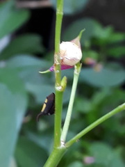 Enchenopa anseriformis