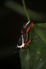 Ramosiana insignis