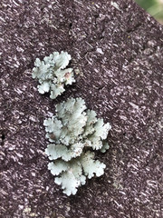 Parmotrema hypoleucinum