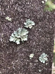 Parmotrema hypoleucinum