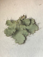Parmotrema hypoleucinum